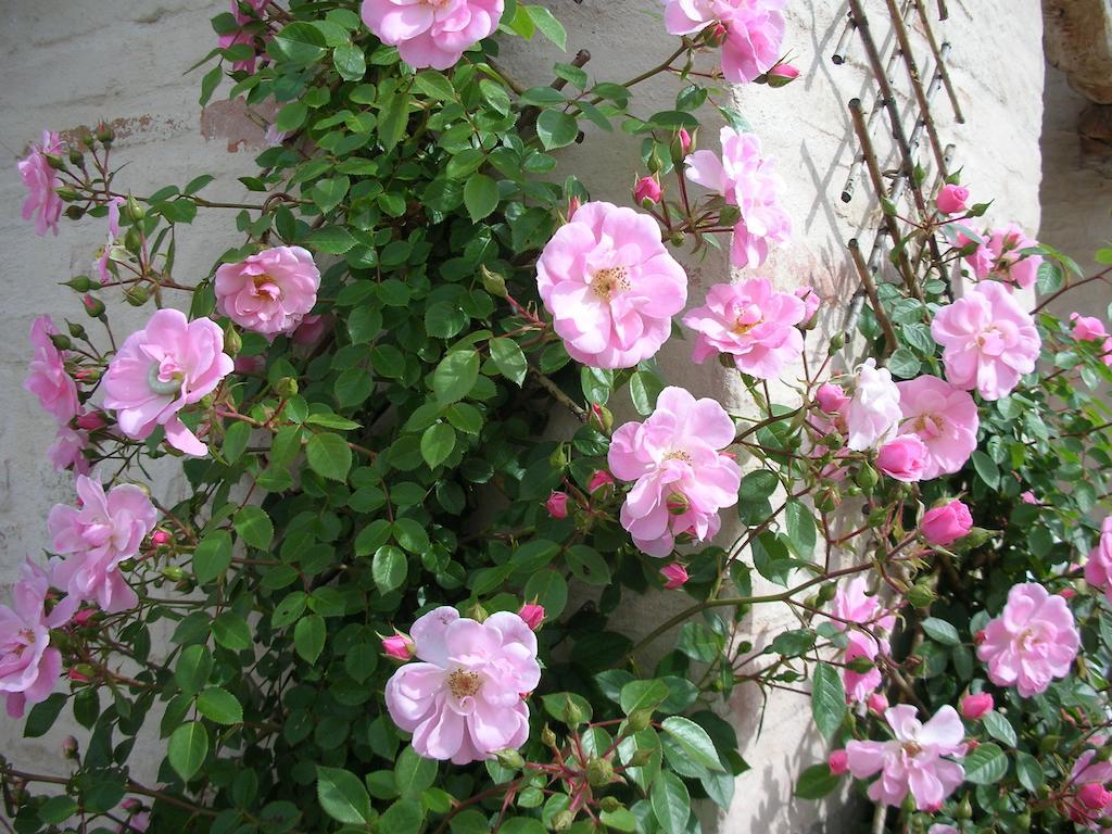 Bed and Breakfast Poggio Dei Prugnoli Tavoleto Exterior foto